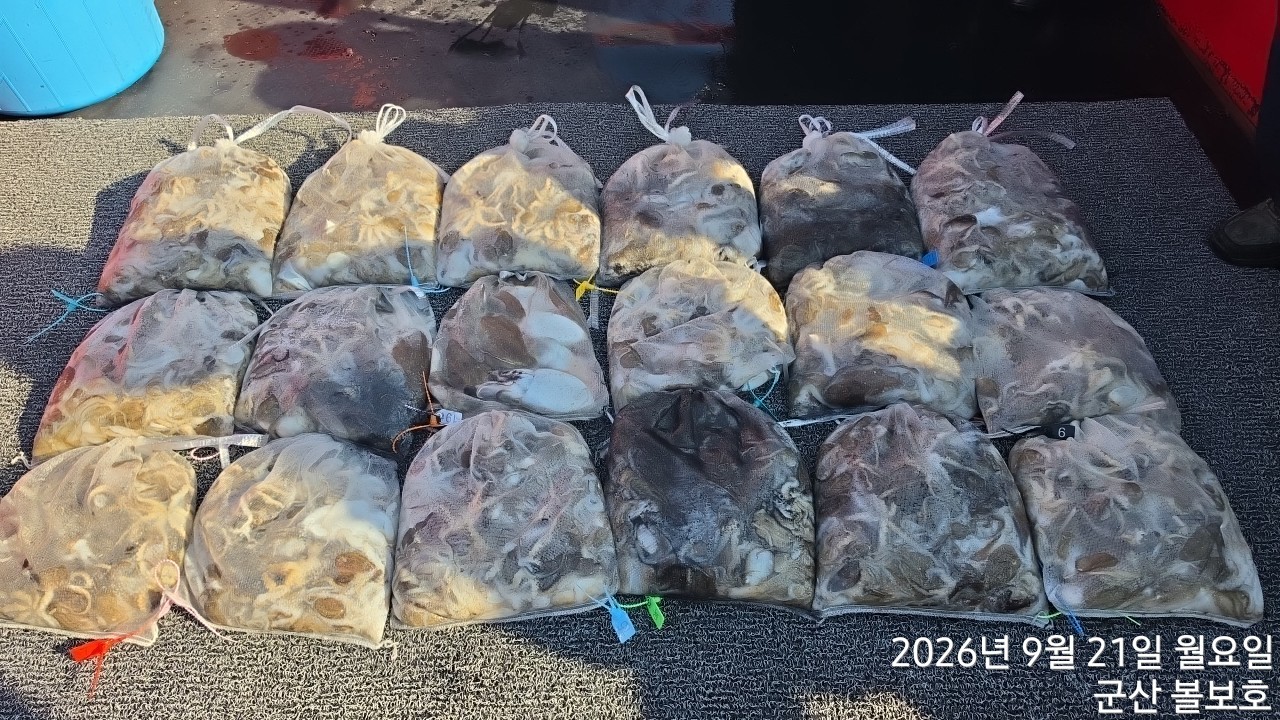 9월 21일 군산 주꾸미 선상낚시 조황 현장 사진 2
