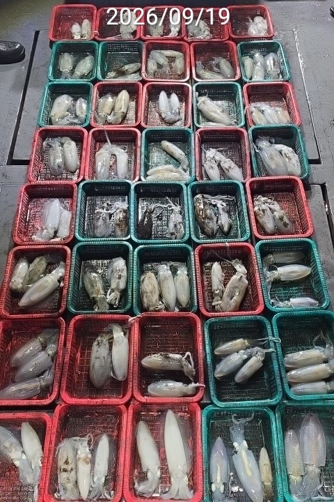 9월 22일 진해 무늬오징어 선상낚시 조황 현장 사진 4