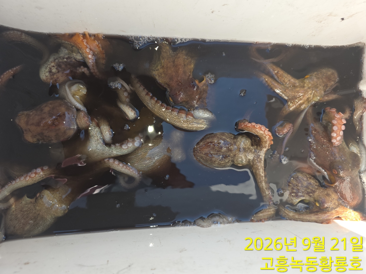 9월 21일 고흥 문어 선상낚시 조황 현장 사진 8