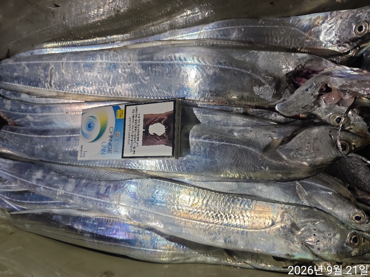 9월 20일 남해 무늬오징어 선상낚시 조황 현장 사진 28