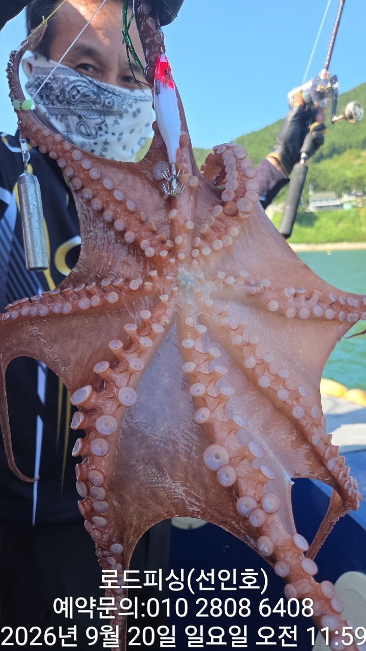 9월 20일 고성 문어 선상낚시 조황 현장 사진 7