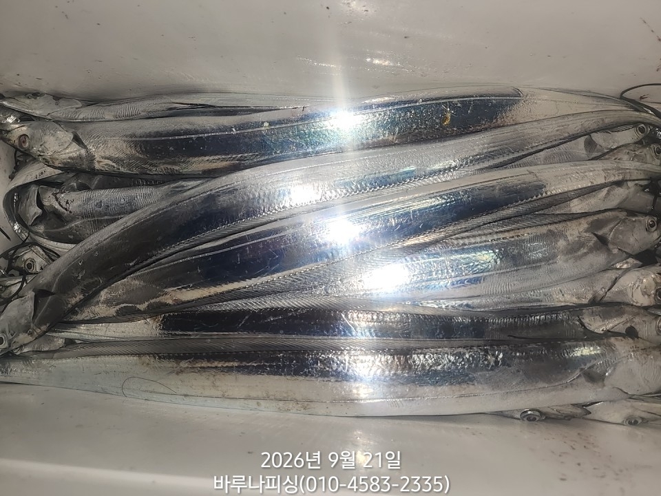 9월 20일 여수 갈치 선상낚시 조황 현장 사진 11