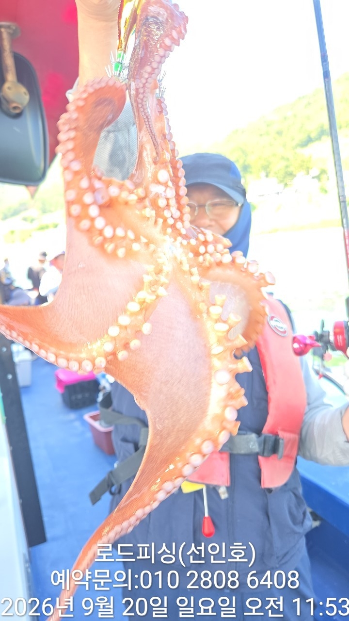 9월 20일 고성 문어 선상낚시 조황 현장 사진 11