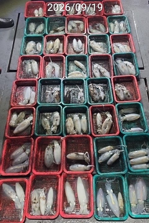 9월 22일 진해 무늬오징어 선상낚시 조황 현장 사진 5