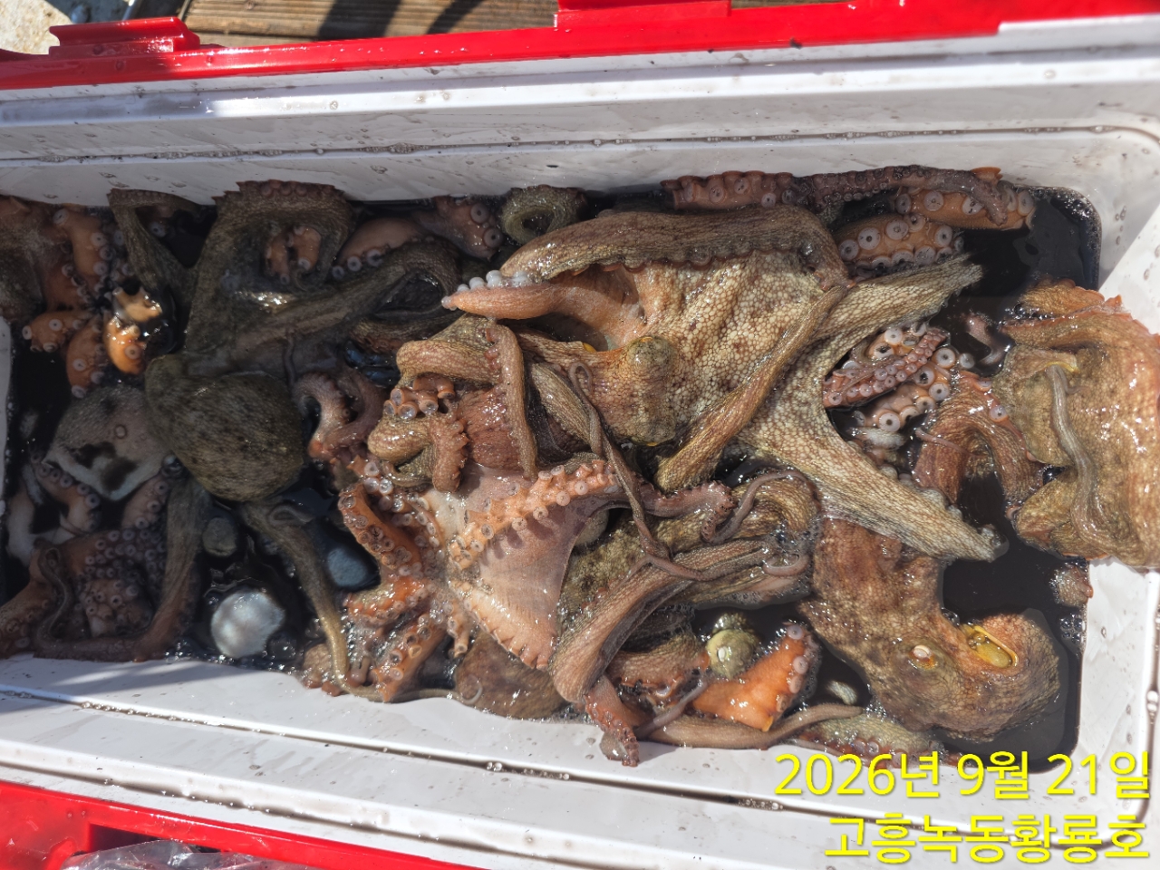 9월 21일 고흥 문어 선상낚시 조황 현장 사진 11
