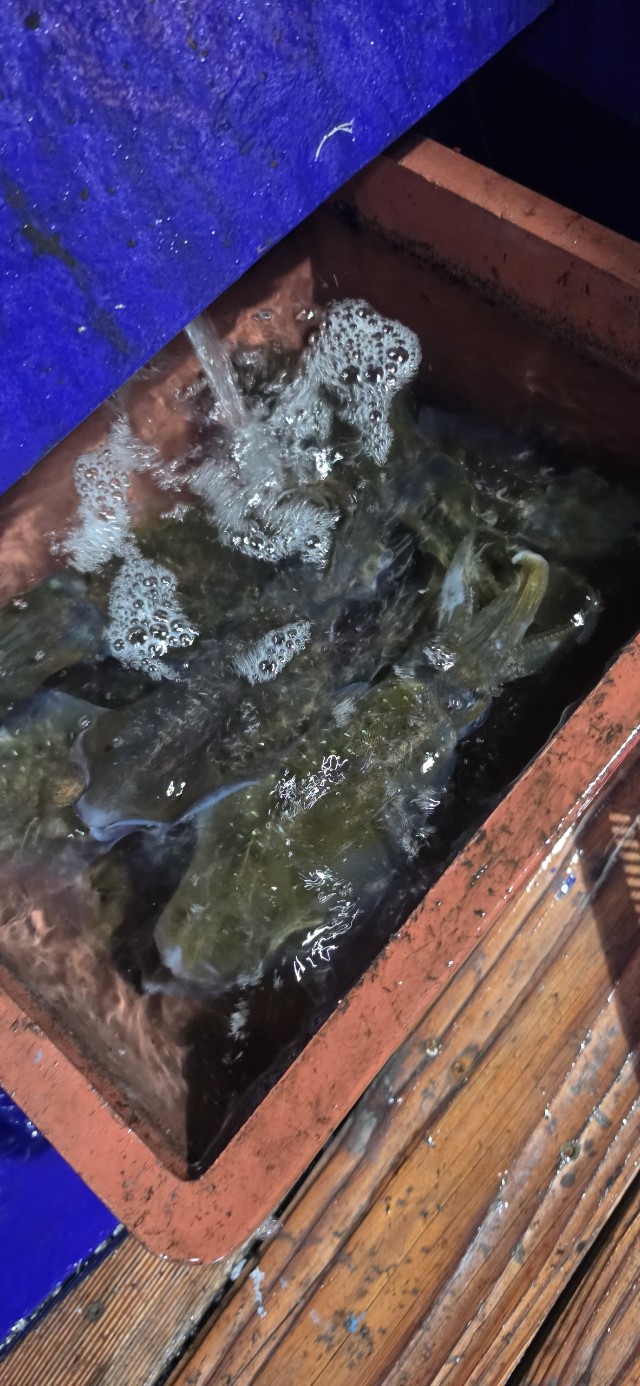 9월 21일 여수 문어 선상낚시 조황 현장 사진 32