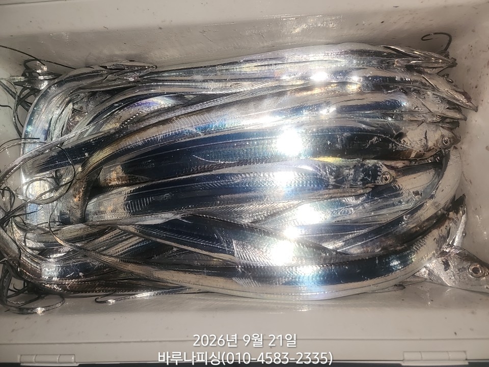 9월 20일 여수 갈치 선상낚시 조황 현장 사진 7