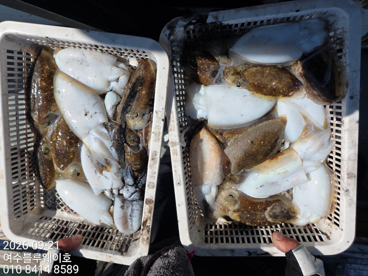 9월 21일 여수 갑오징어 선상낚시 조황 현장 사진 8