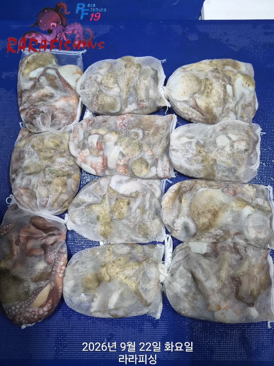 9월 21일 진해 문어 선상낚시 조황 현장 사진 1