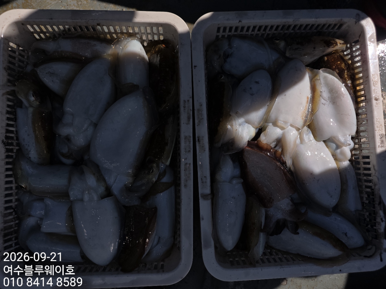 9월 21일 여수 갑오징어 선상낚시 조황 현장 사진 2