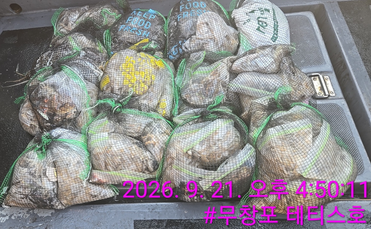 9월 21일 갑오징어 선상낚시 조황 현장 사진 3