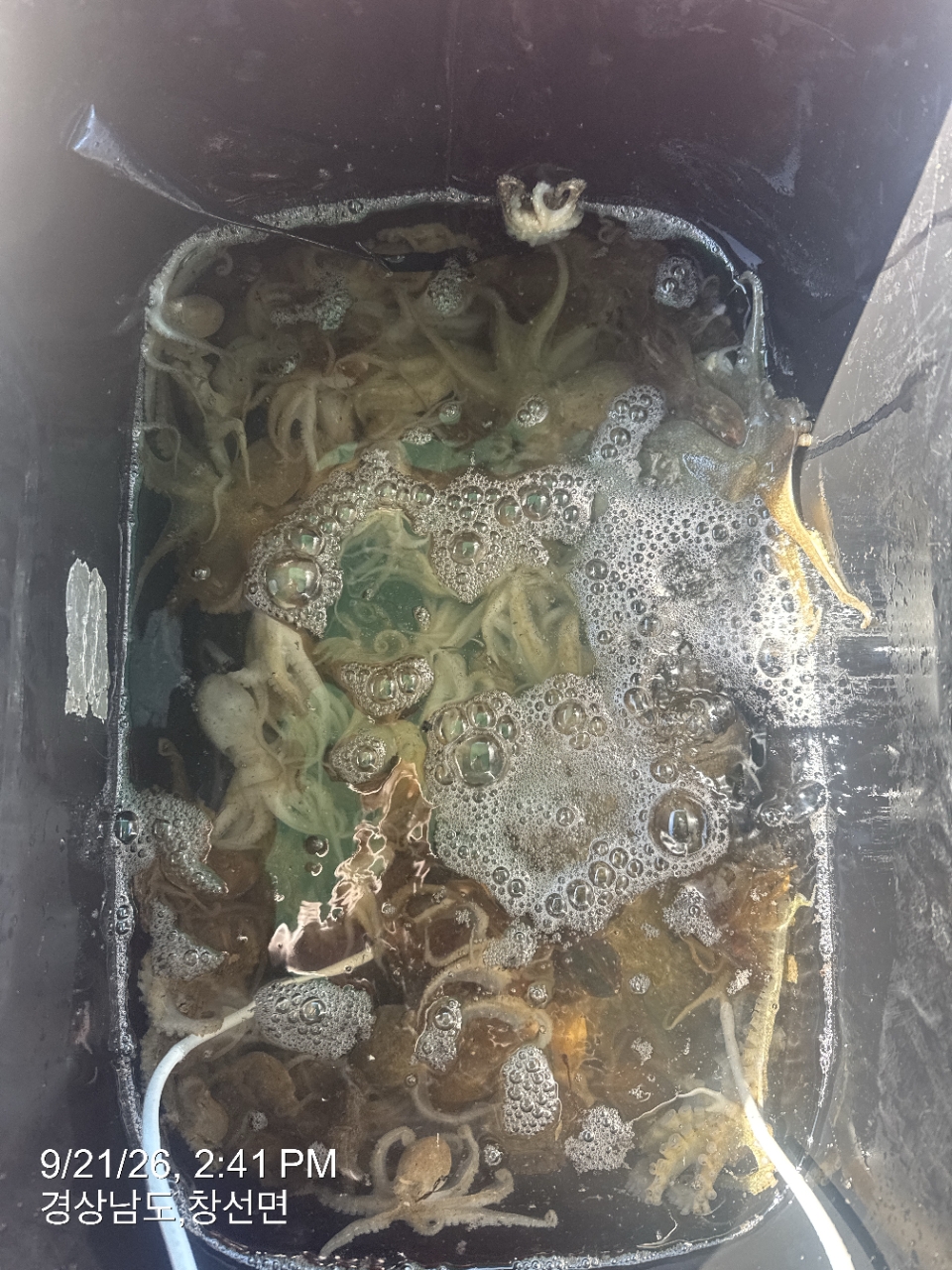 9월 21일 삼천포 갑오징어 선상낚시 조황 현장 사진 10