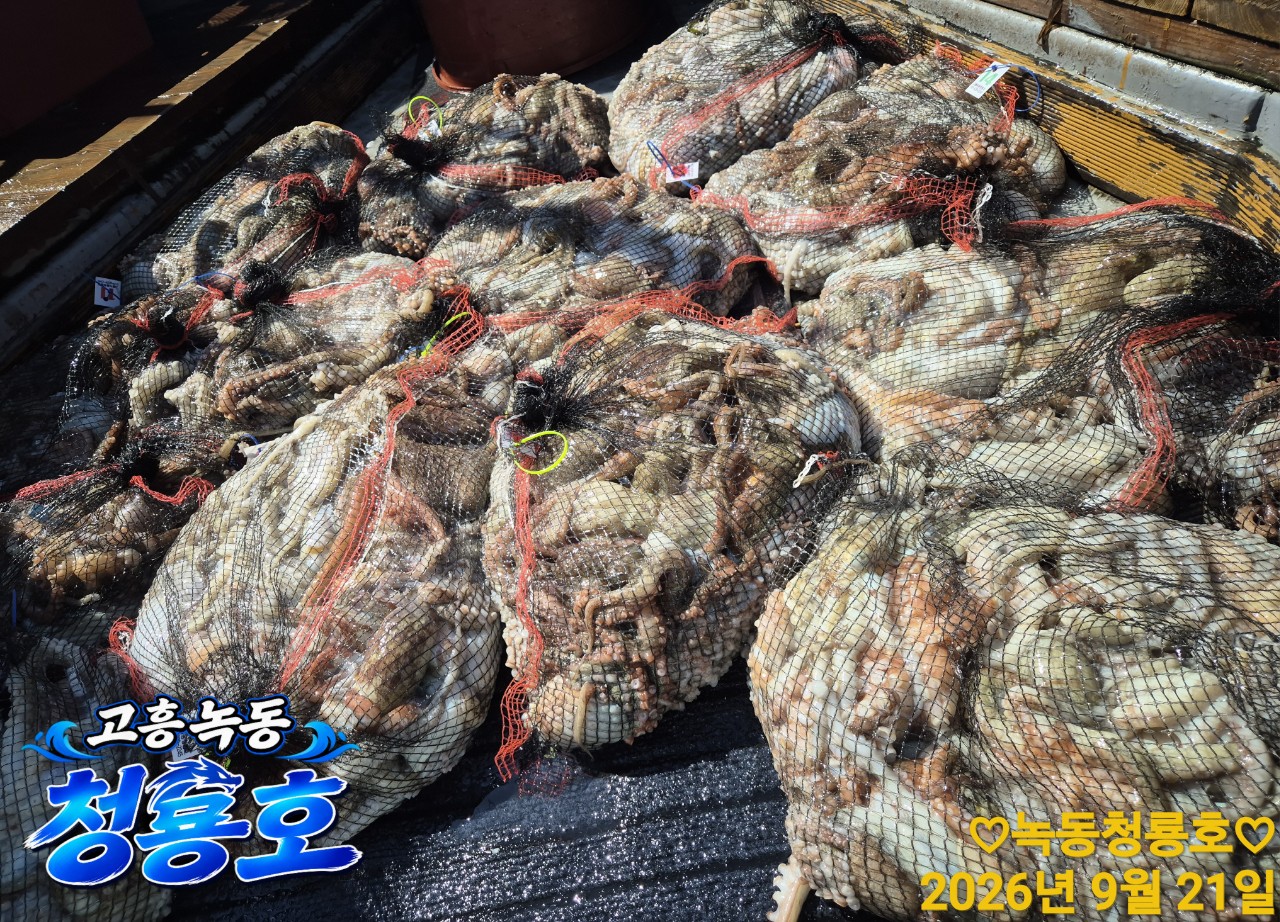 9월 21일 문어 선상낚시 조황 현장 사진 4