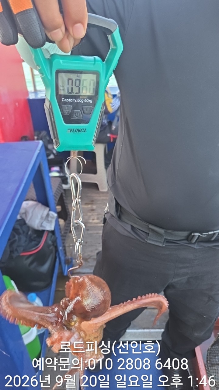 9월 20일 고성 문어 선상낚시 조황 현장 사진 2