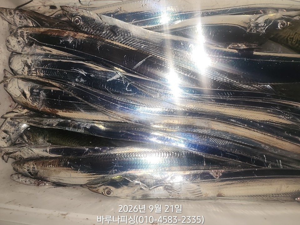 9월 20일 여수 갈치 선상낚시 조황 현장 사진 9