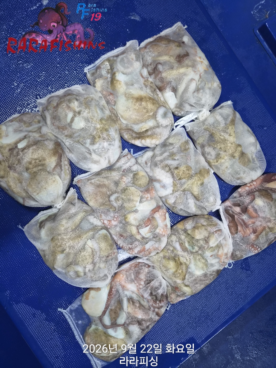 9월 21일 진해 문어 선상낚시 조황 현장 사진 20