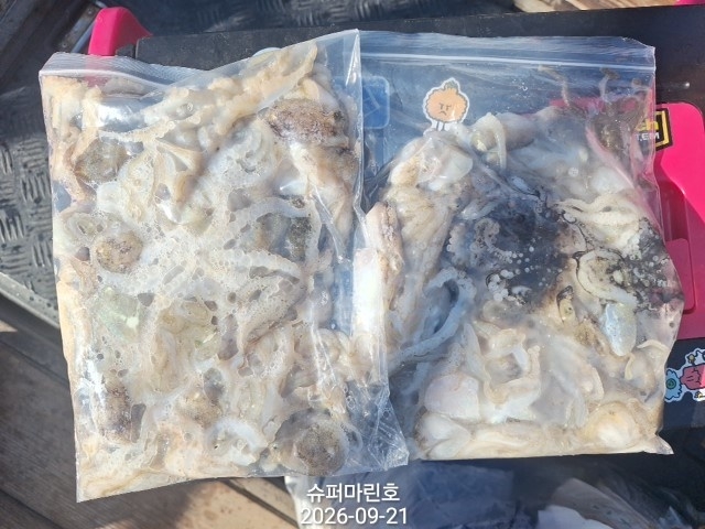 9월 21일 주꾸미 선상낚시 조황 현장 사진 14