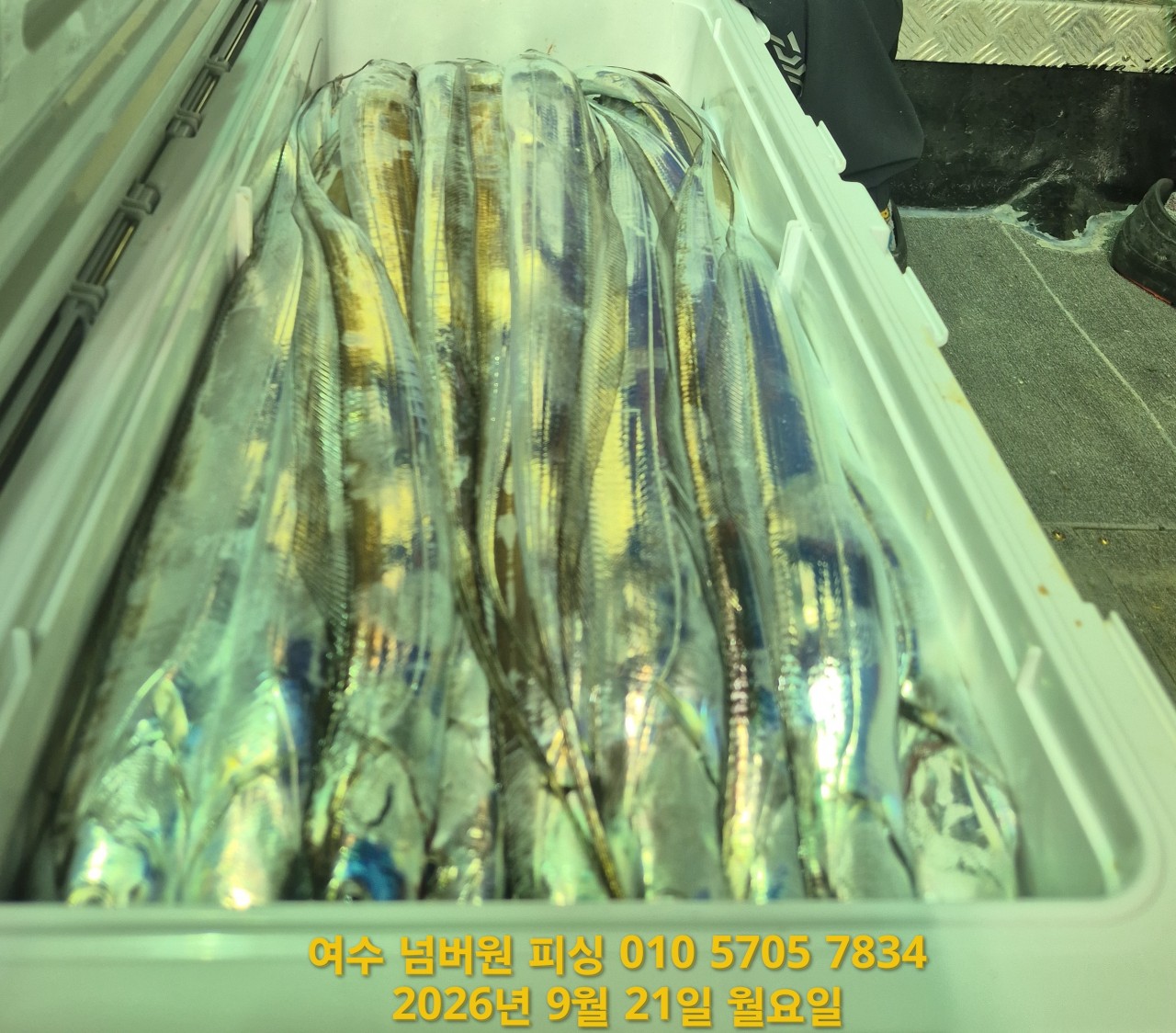 9월 24일 남해 갈치 선상낚시 조황 현장 사진 9