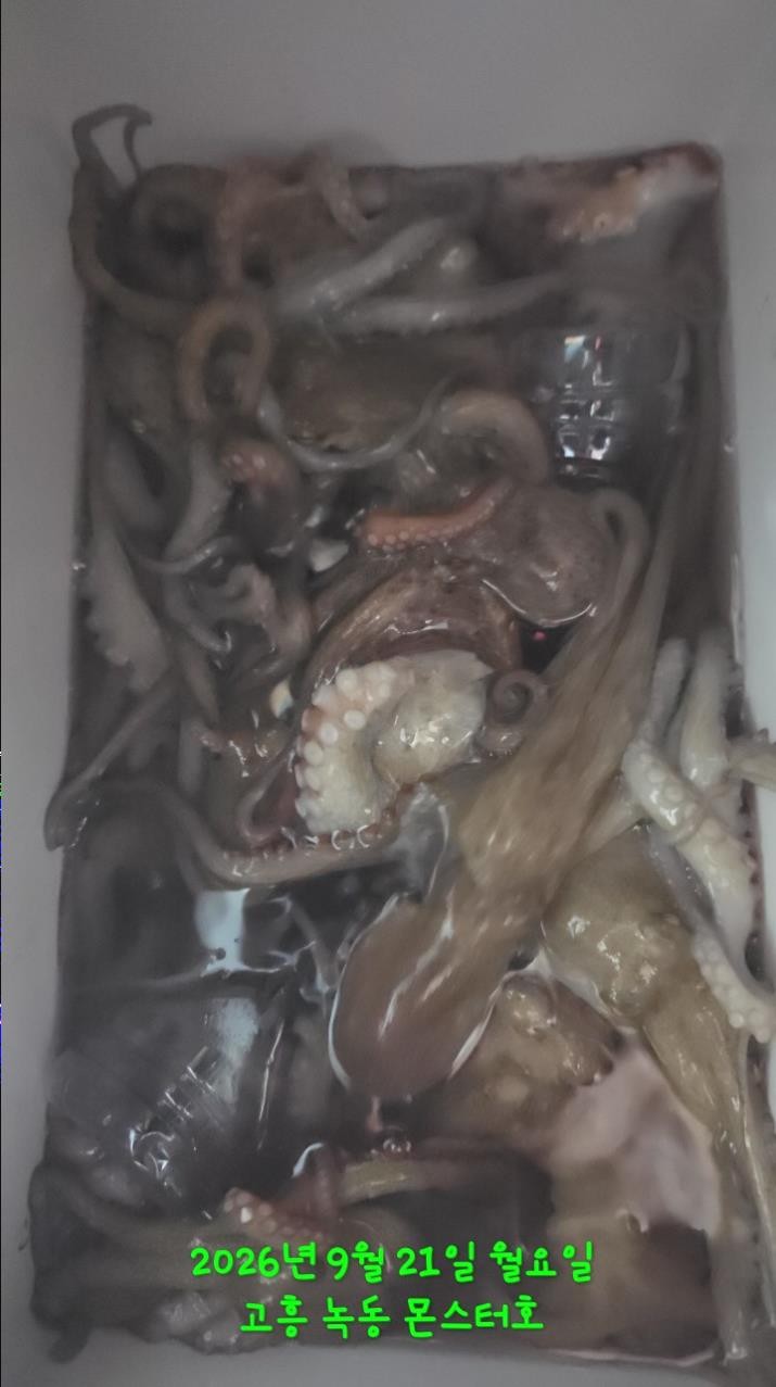 9월 21일 문어 선상낚시 조황 현장 사진 15