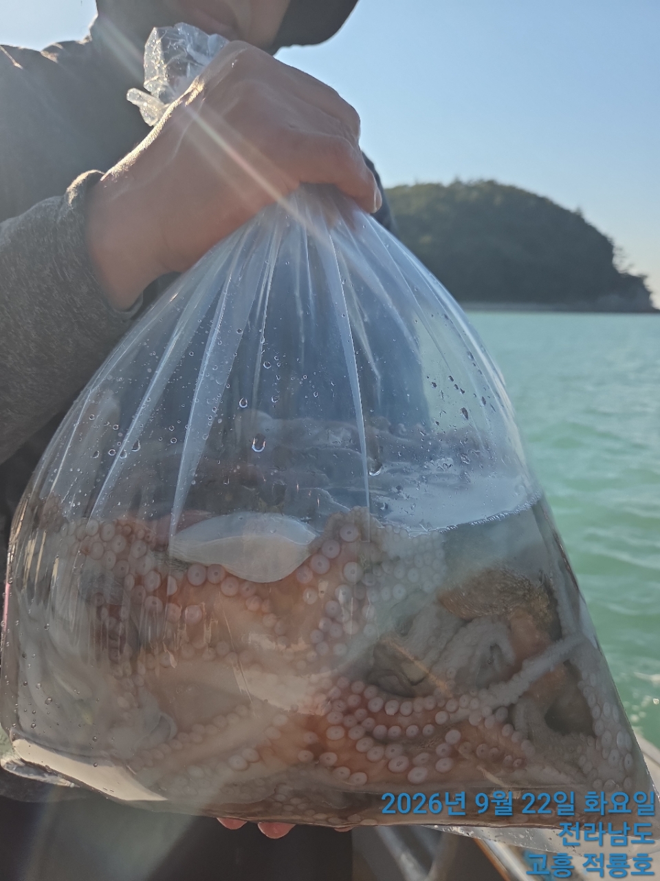 9월 22일 문어 선상낚시 조황 현장 사진 5