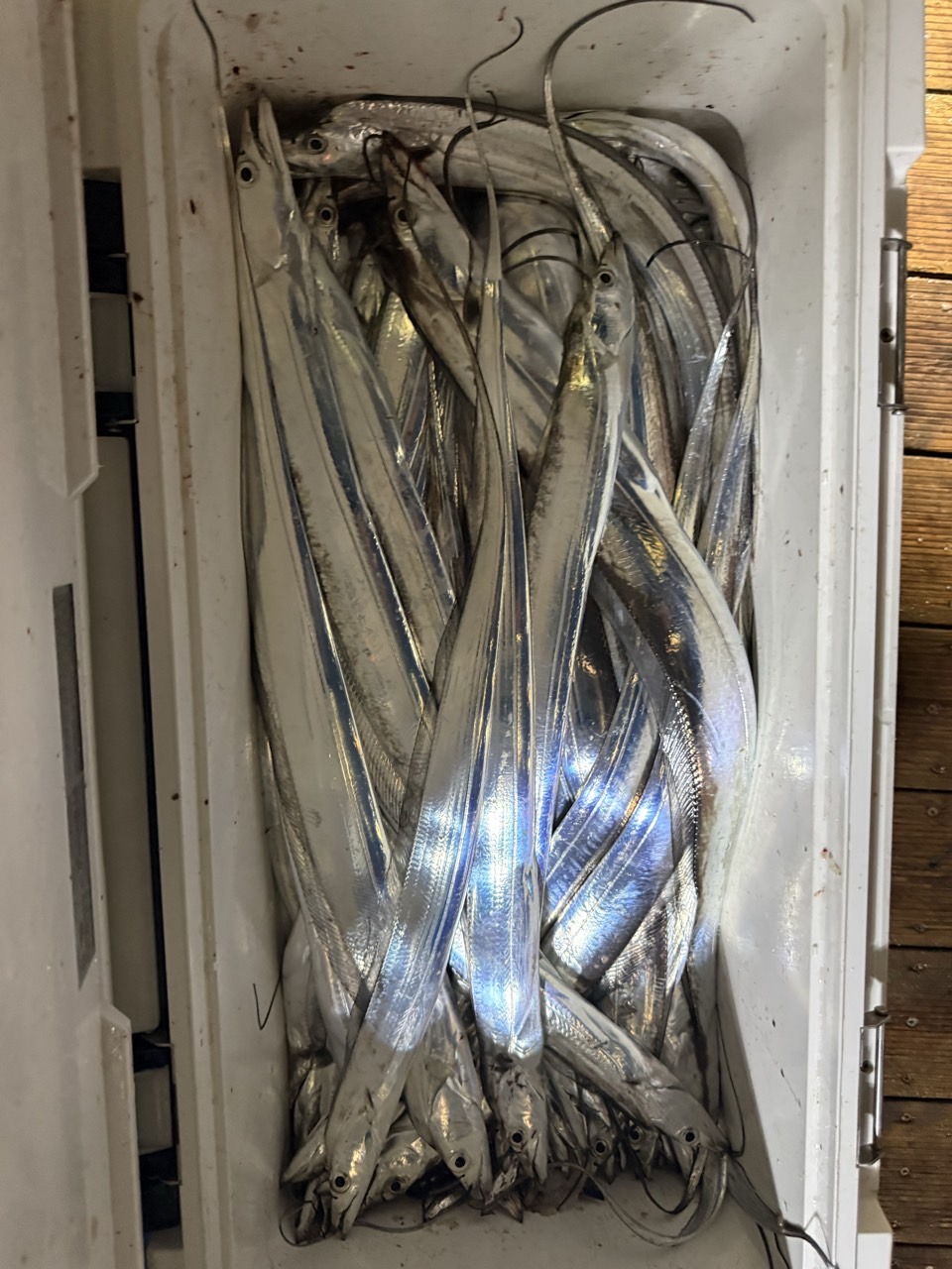 9월 22일 목포 갈치 선상낚시 조황 현장 사진 3