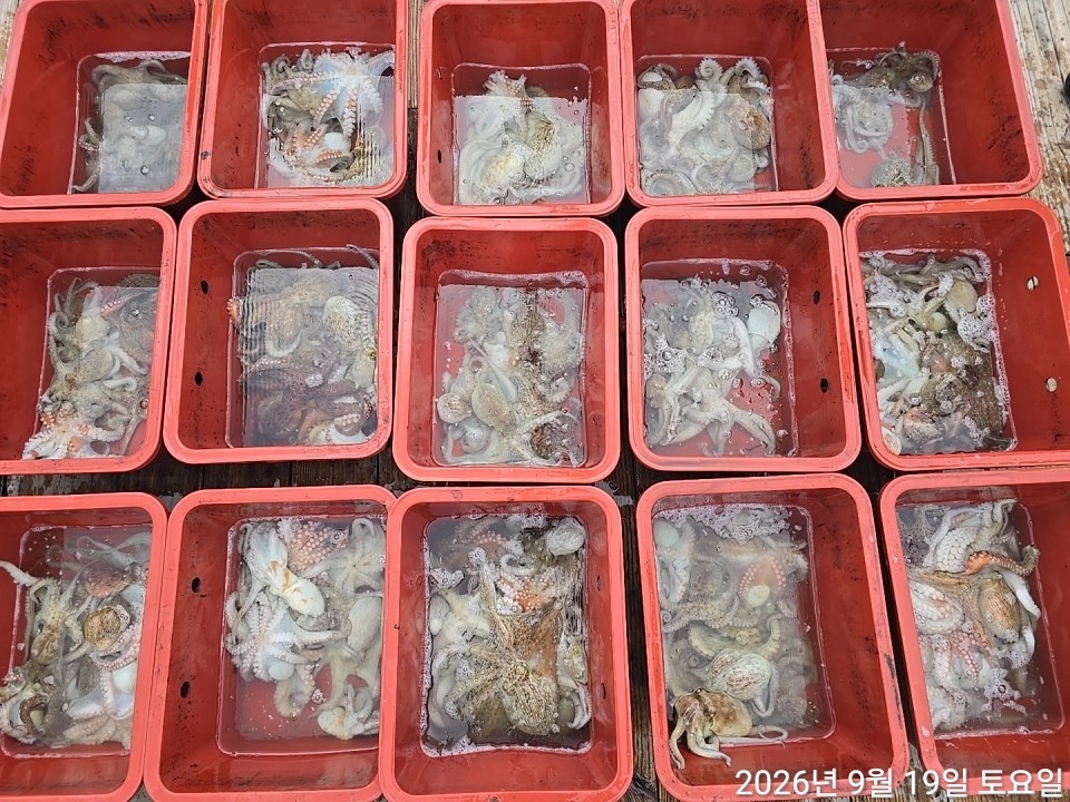 9월 22일 남해 문어 선상낚시 조황 현장 사진 27