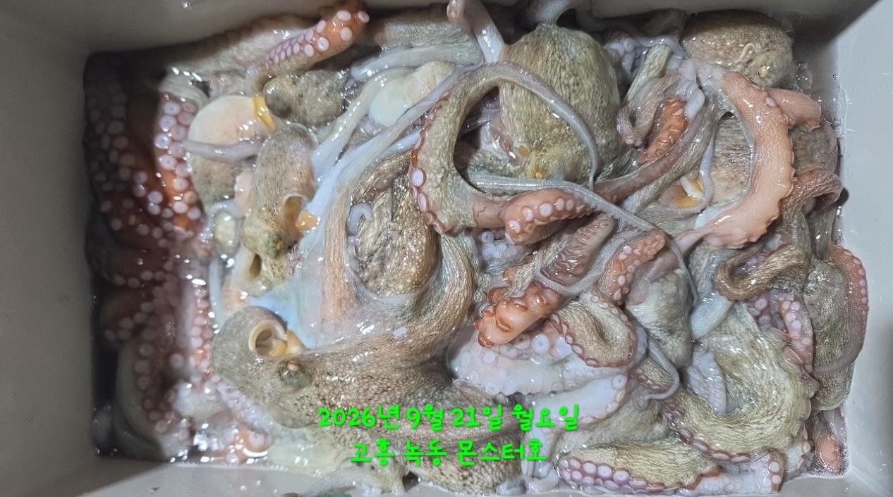 9월 21일 문어 선상낚시 조황 현장 사진 4