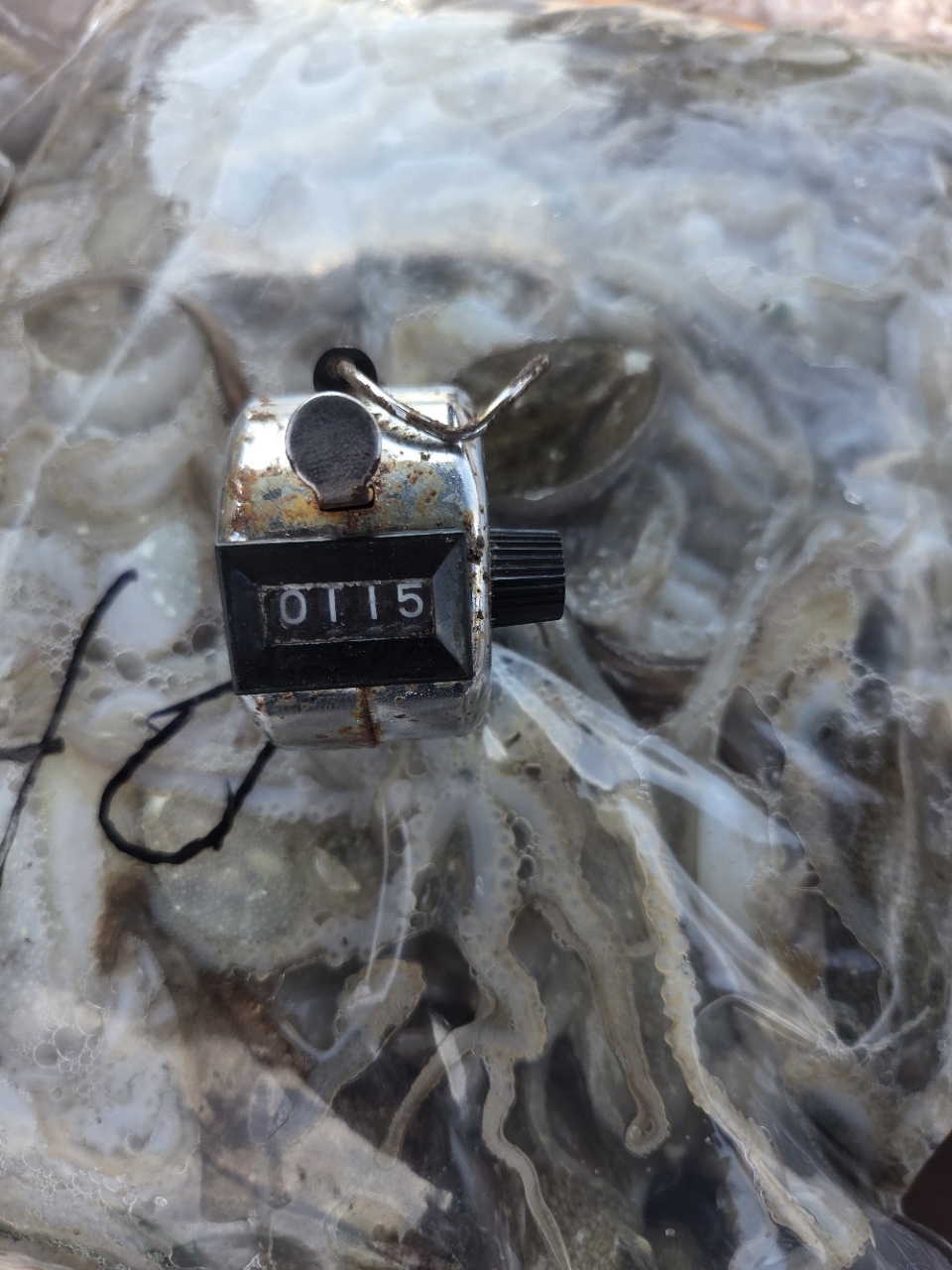 9월 22일 목포 주꾸미 선상낚시 조황 현장 사진 21
