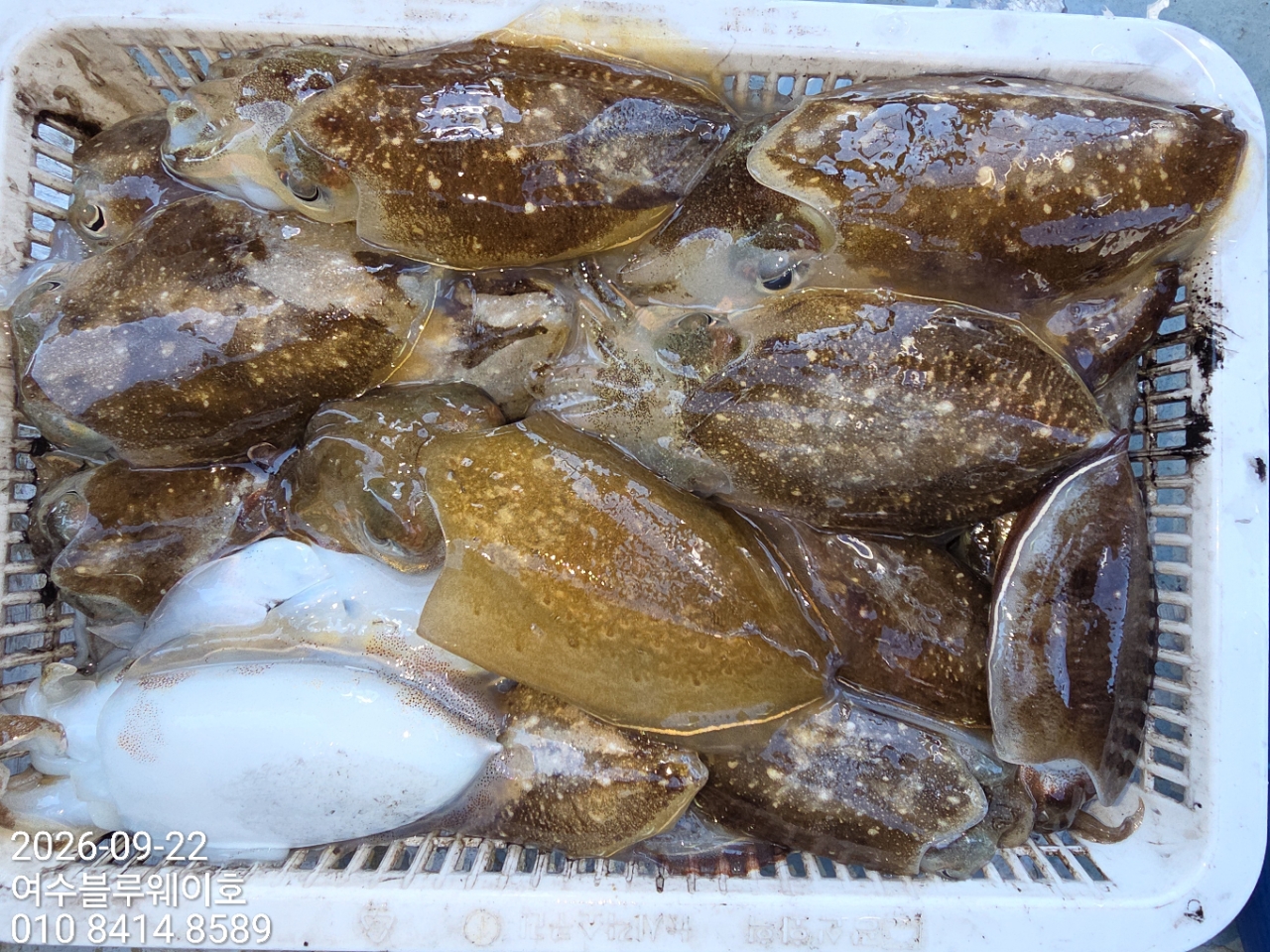 9월 27일 여수 갑오징어 선상낚시 조황 현장 사진 4