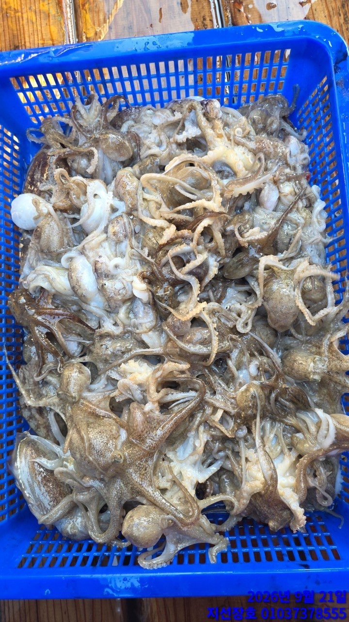 ����ڰ� �ø� �̹���