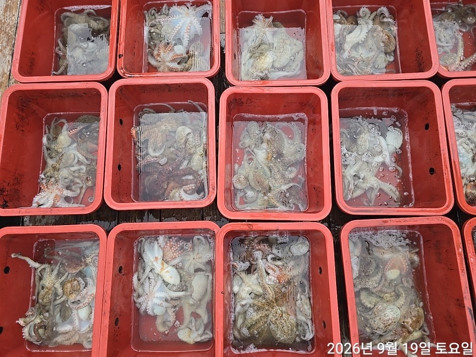 9월 22일 남해 문어 선상낚시 조황 현장 사진 25
