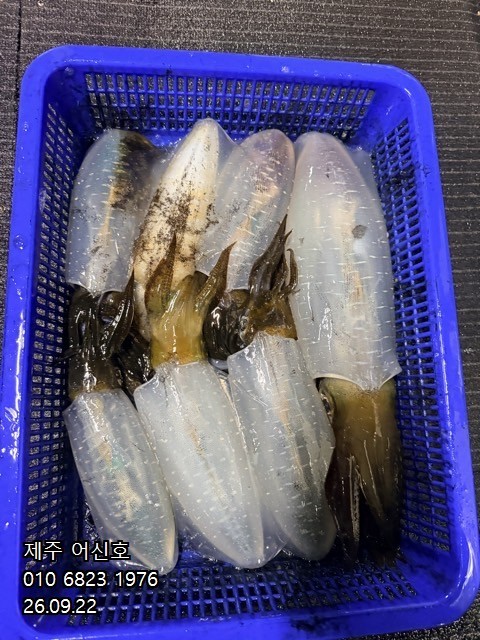 9월 21일 제주 갑오징어 선상낚시 조황 현장 사진 5