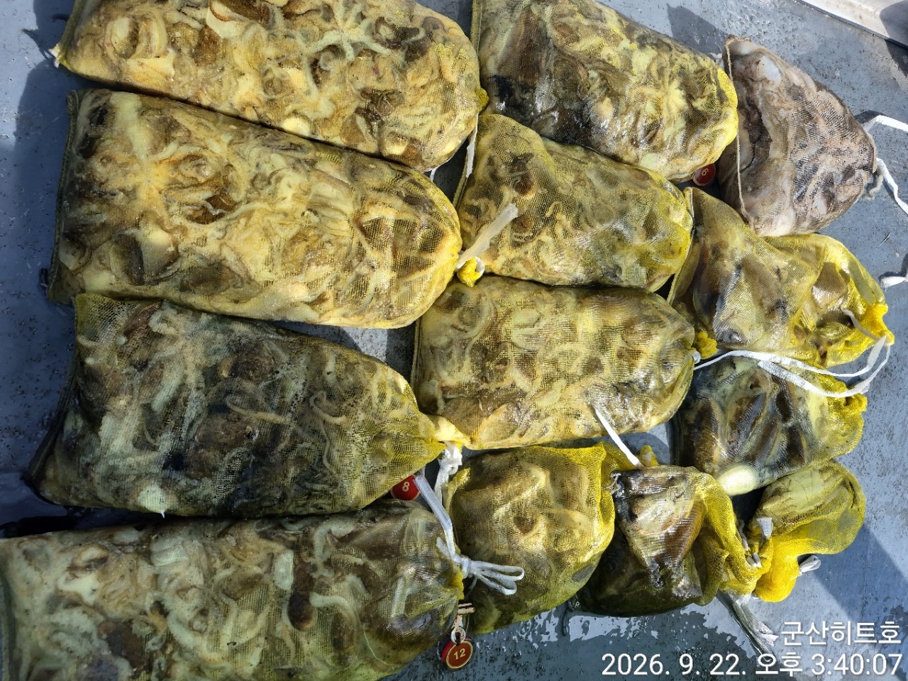 9월 22일 군산 주꾸미 선상낚시 조황 현장 사진 13