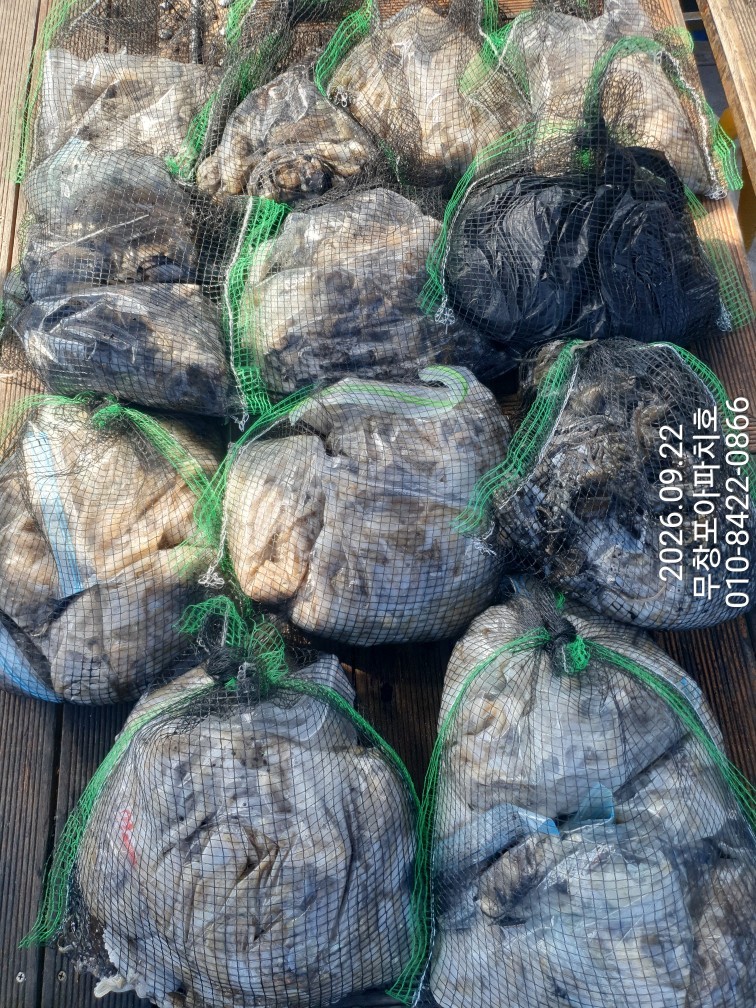 9월 22일 포항 주꾸미 선상낚시 조황 현장 사진 1