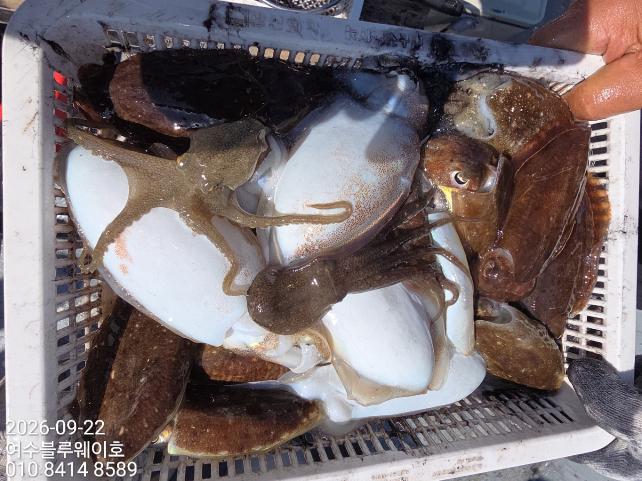9월 27일 여수 갑오징어 선상낚시 조황 현장 사진 10