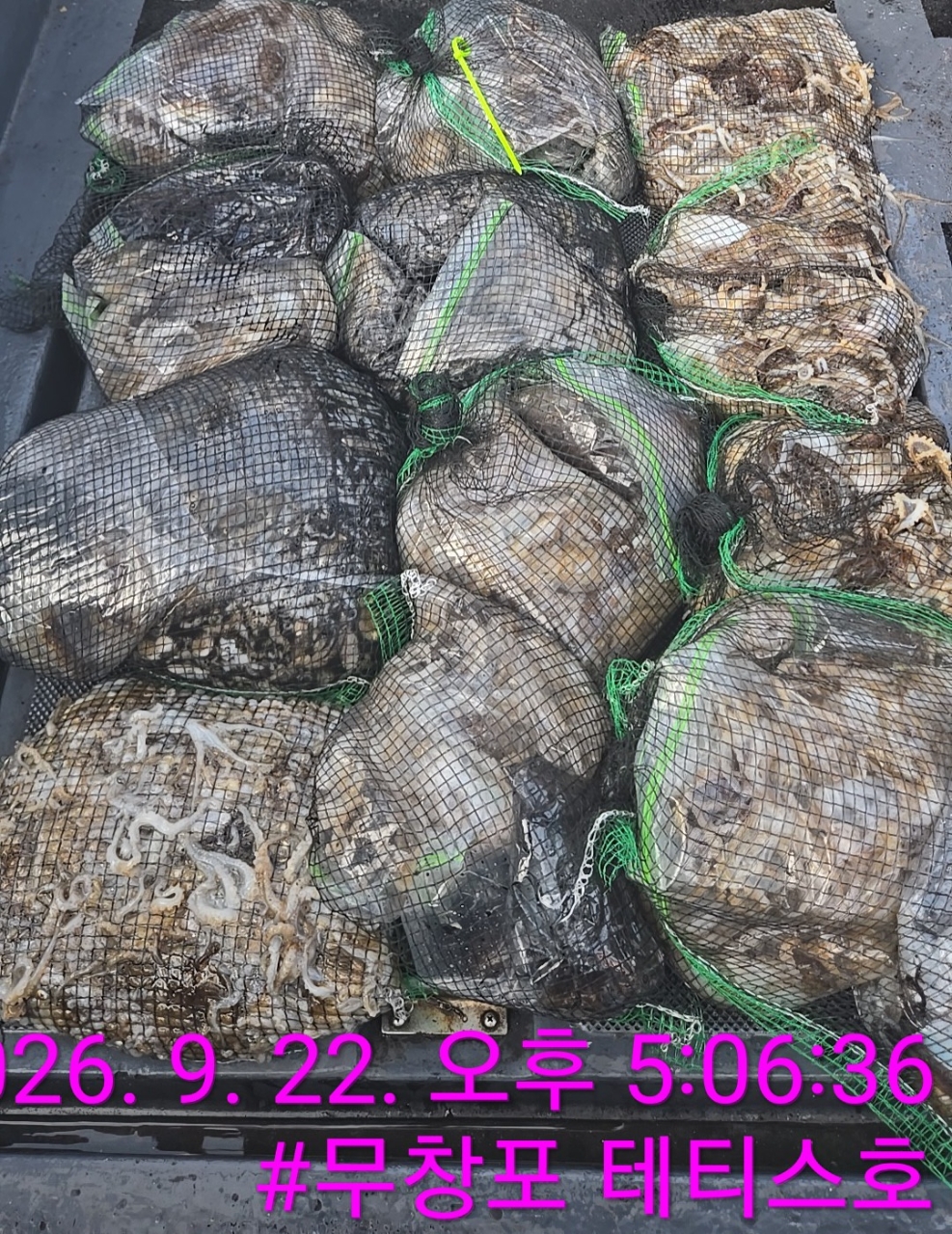 9월 22일 갑오징어 선상낚시 조황 현장 사진 3
