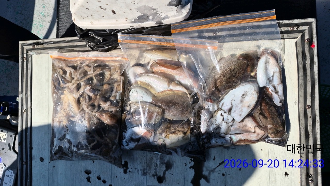 9월 22일 삼천포 문어 선상낚시 조황 현장 사진 9