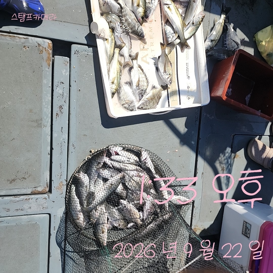 9월 22일 고성 감성돔 선상낚시 조황 현장 사진 1