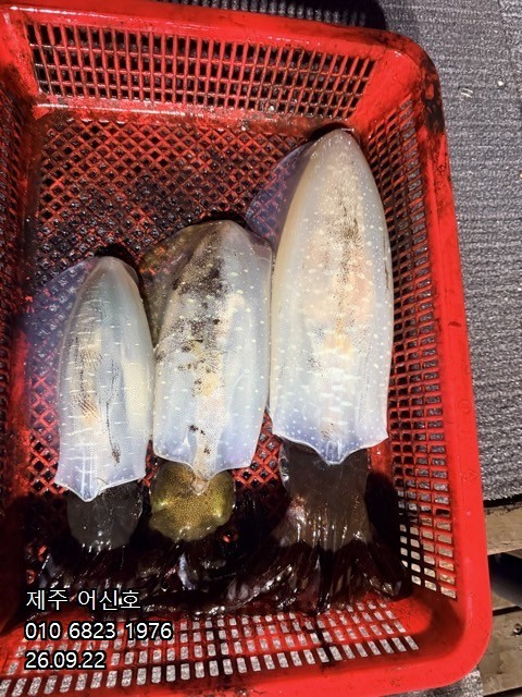 9월 21일 제주 갑오징어 선상낚시 조황 현장 사진 8