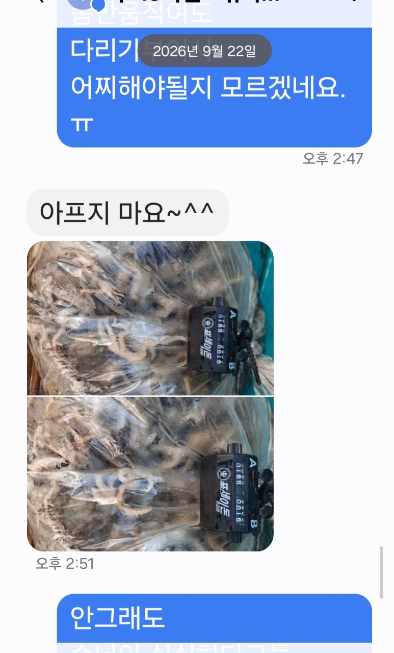 9월 27일 갑오징어 선상낚시 조황 현장 사진 19