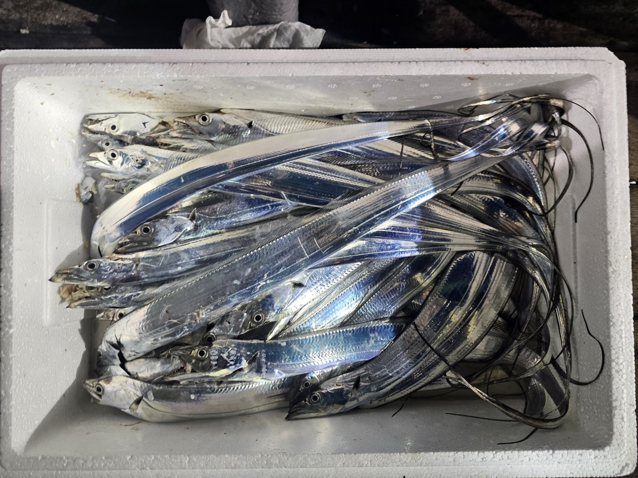 9월 22일 목포 갈치 선상낚시 조황 현장 사진 15