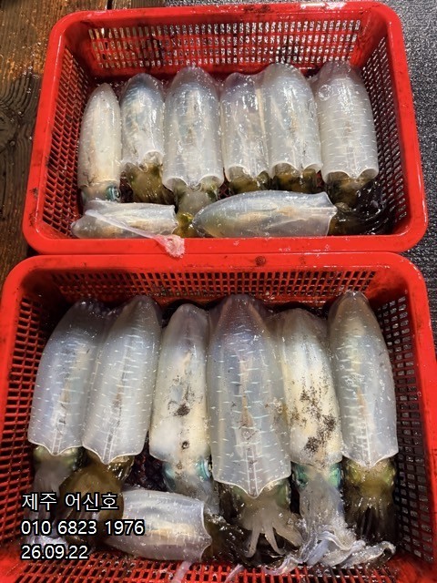 9월 21일 제주 갑오징어 선상낚시 조황 현장 사진 2
