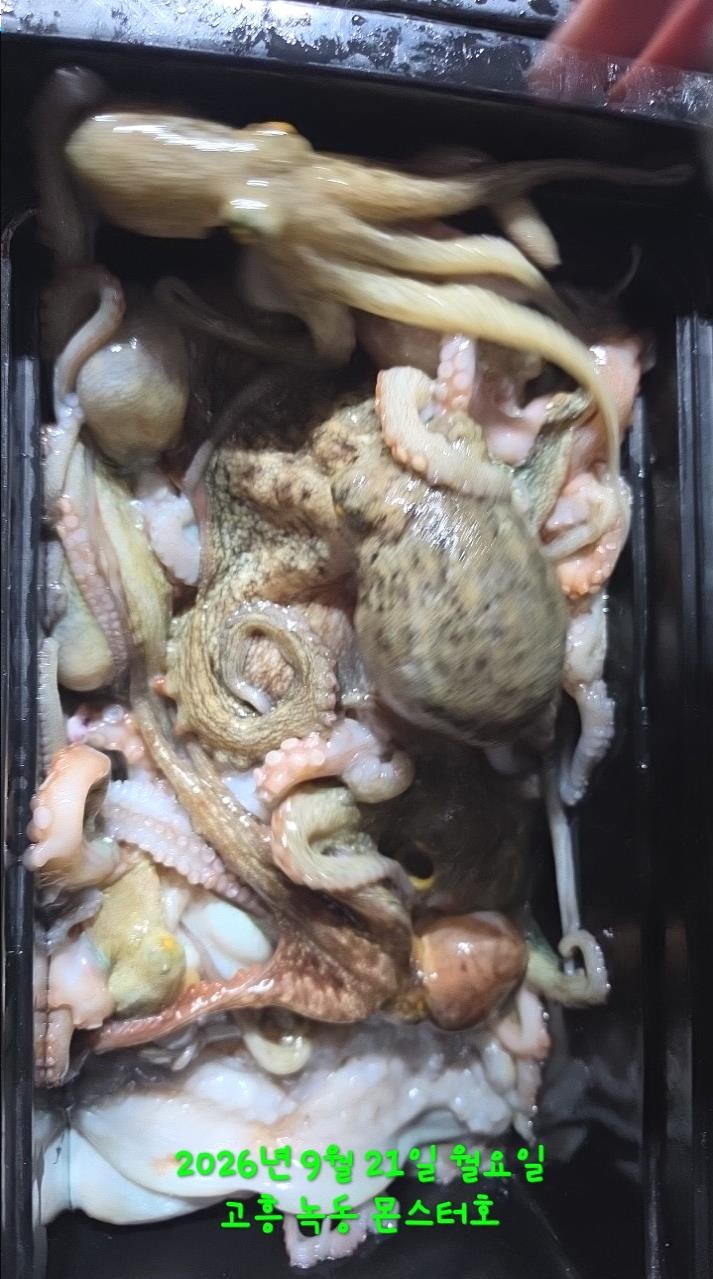 9월 21일 문어 선상낚시 조황 현장 사진 2