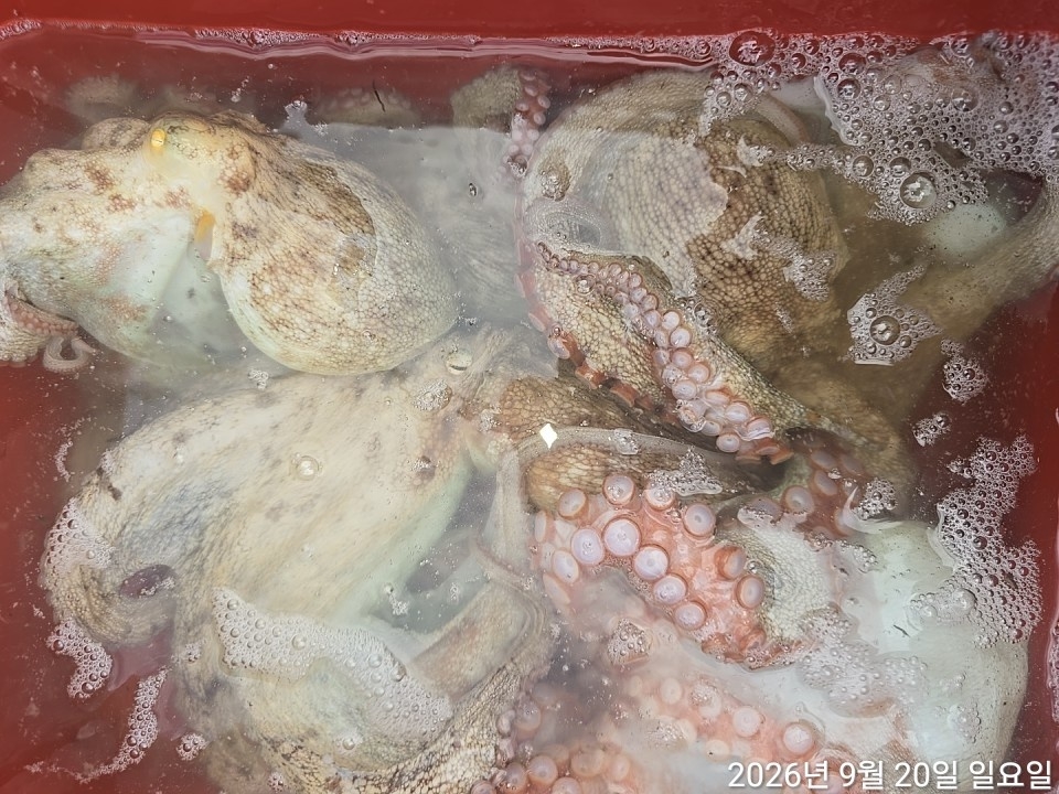 9월 22일 남해 문어 선상낚시 조황 현장 사진 14