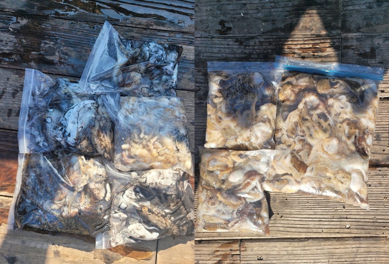 9월 22일 인천 갑오징어 선상낚시 조황 현장 사진 13