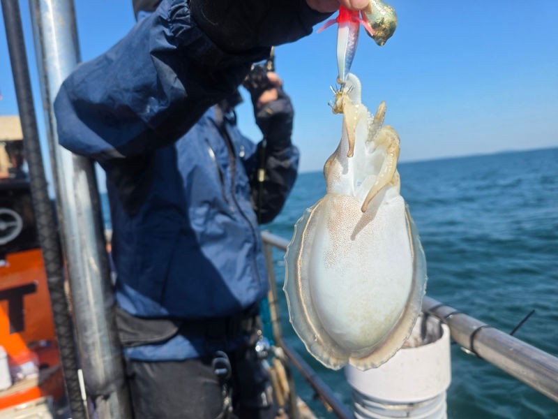 9월 22일 인천 갑오징어 선상낚시 조황 현장 사진 21