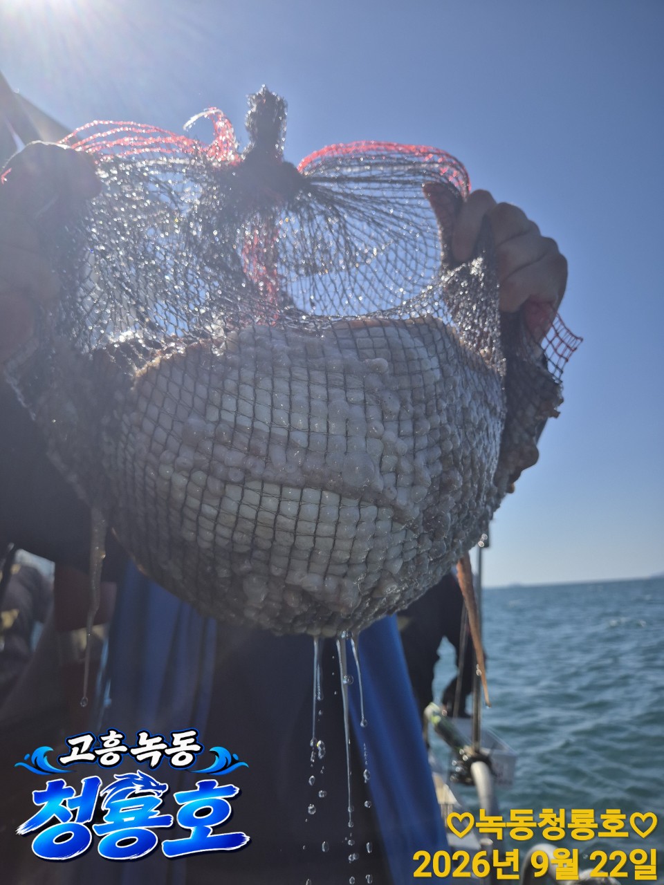 9월 22일 문어 선상낚시 조황 현장 사진 9