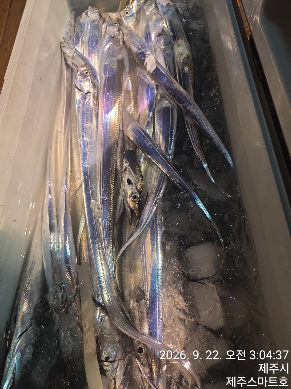 9월 22일 제주 갈치 선상낚시 조황 현장 사진 12