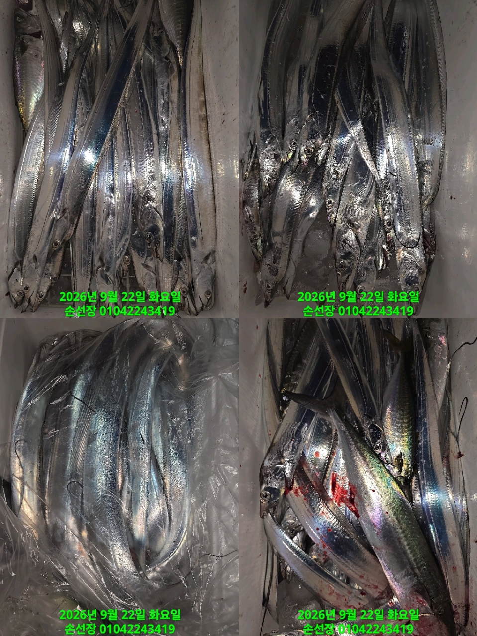 9월 22일 마산 갈치 선상낚시 조황 현장 사진 6