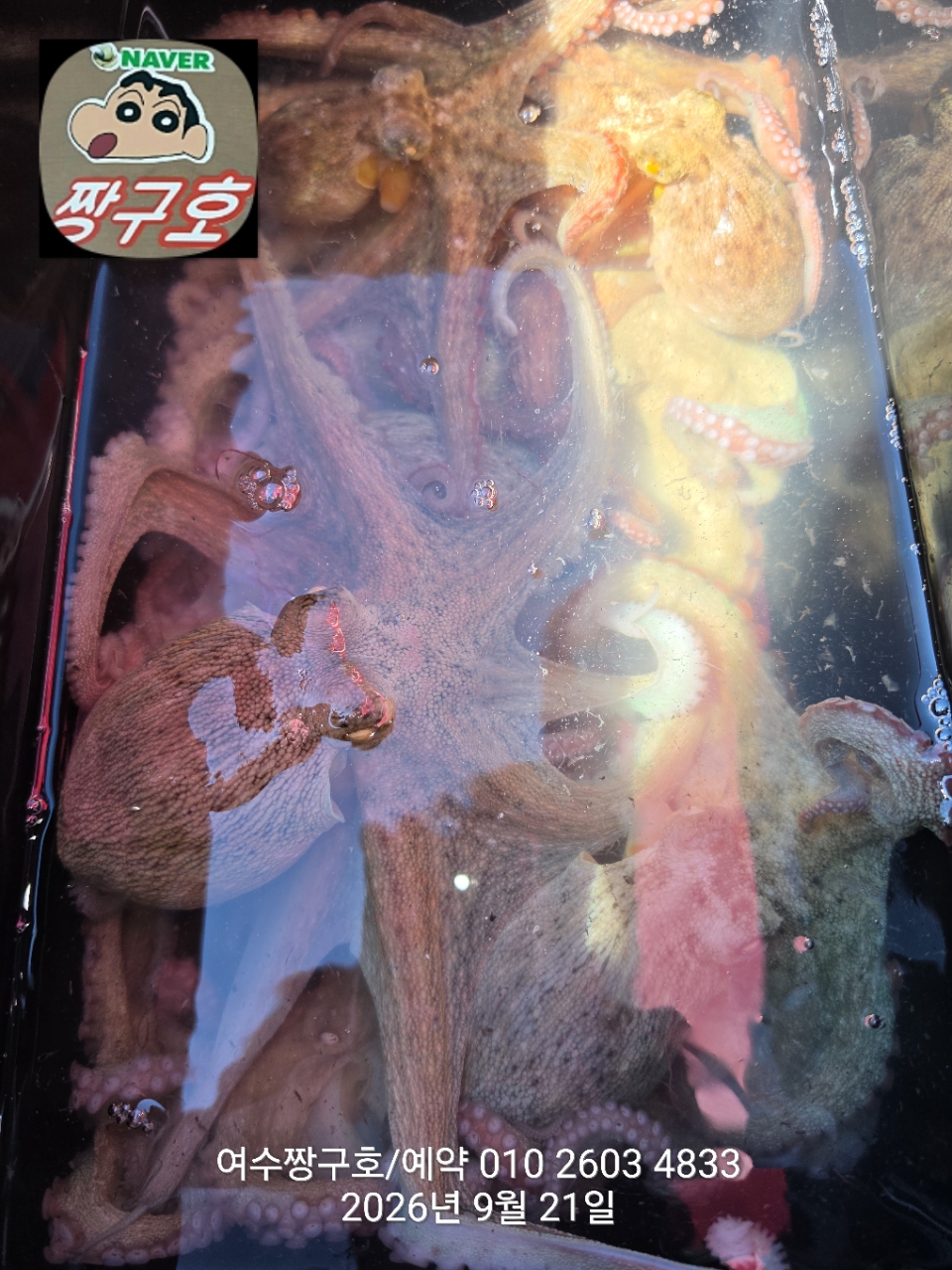 9월 21일 여수 문어 선상낚시 조황 현장 사진 17